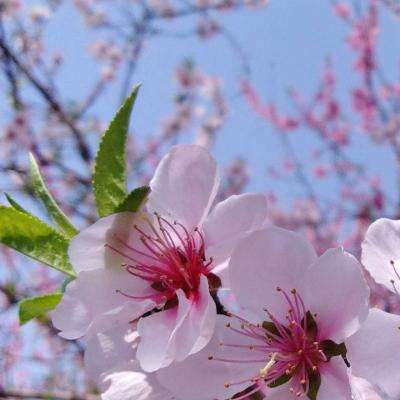 皇冠官网app下载安装